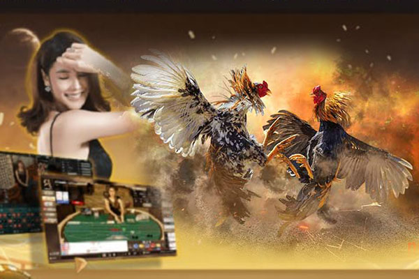 Website AE888 cung cấp trận đấu gà online hấp dẫn