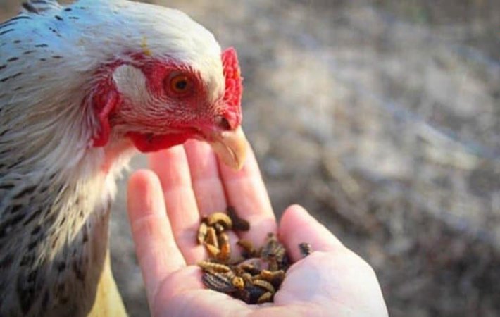 Đá gà online SV388 chia sẻ cách nuôi gà chọi