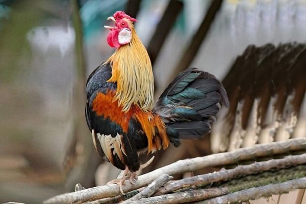 Theo SV388 nuôi gà tre đá gà online cần cẩn thận trong khâu chọn giống