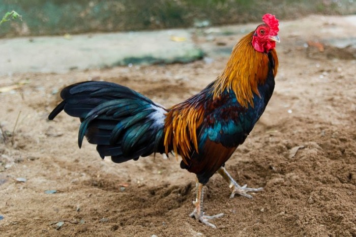 Cần chọn giống gà chiến phù hợp | kinh nghiệm Đá gà online SV388