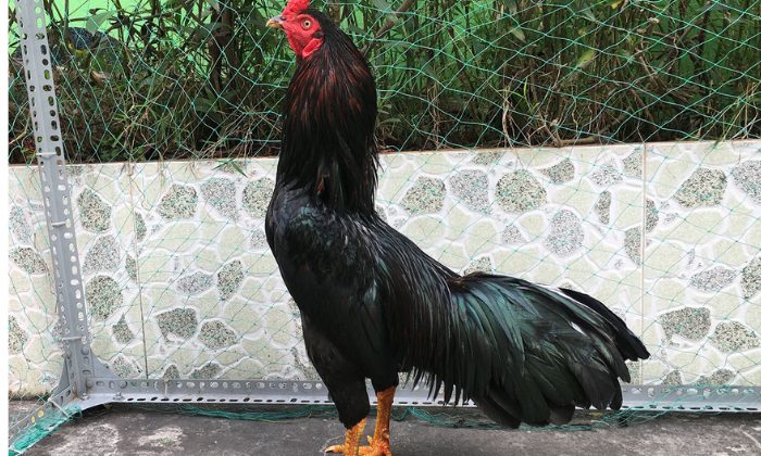 Theo SV388 gà chiến mang mệnh Thủy thường có bộ lông màu đen, ô hoặc xanh