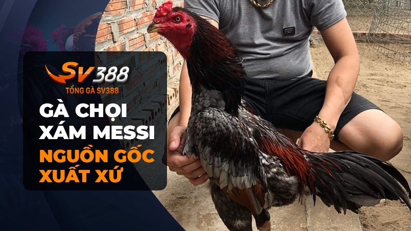 Xám Messi là giống gà chọi có nguồn gốc từ Quảng Ngãi, Việt Nam | Theo SV388