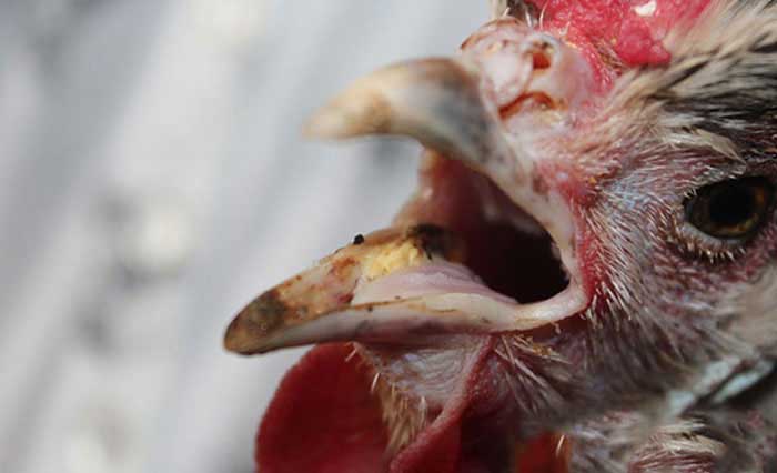 SV388 hướng dẫn cách trị gà bị nhớt ở miệng